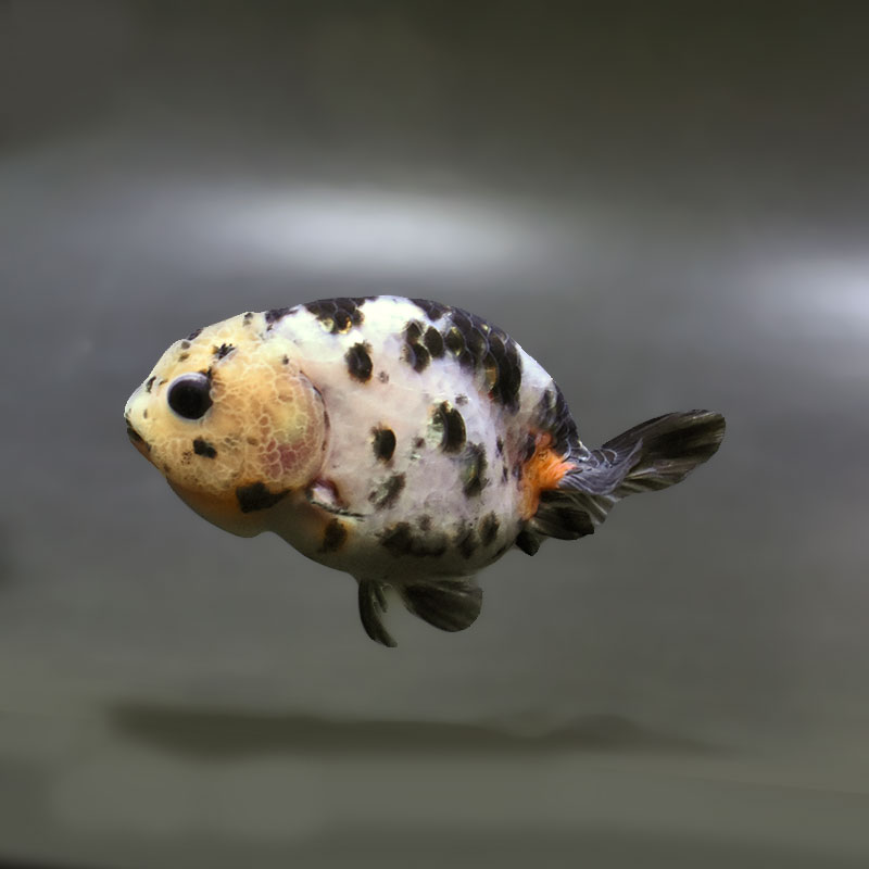 金魚王子】江戸錦 9±1cm前後 (個体番号：zaq272) 金魚 きんぎょ 生体