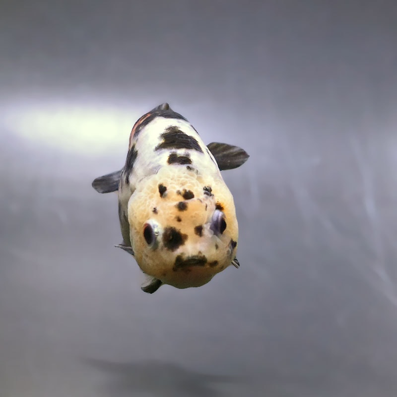 金魚王子】江戸錦 9±1cm前後 (個体番号：zaq272) 金魚 きんぎょ 生体