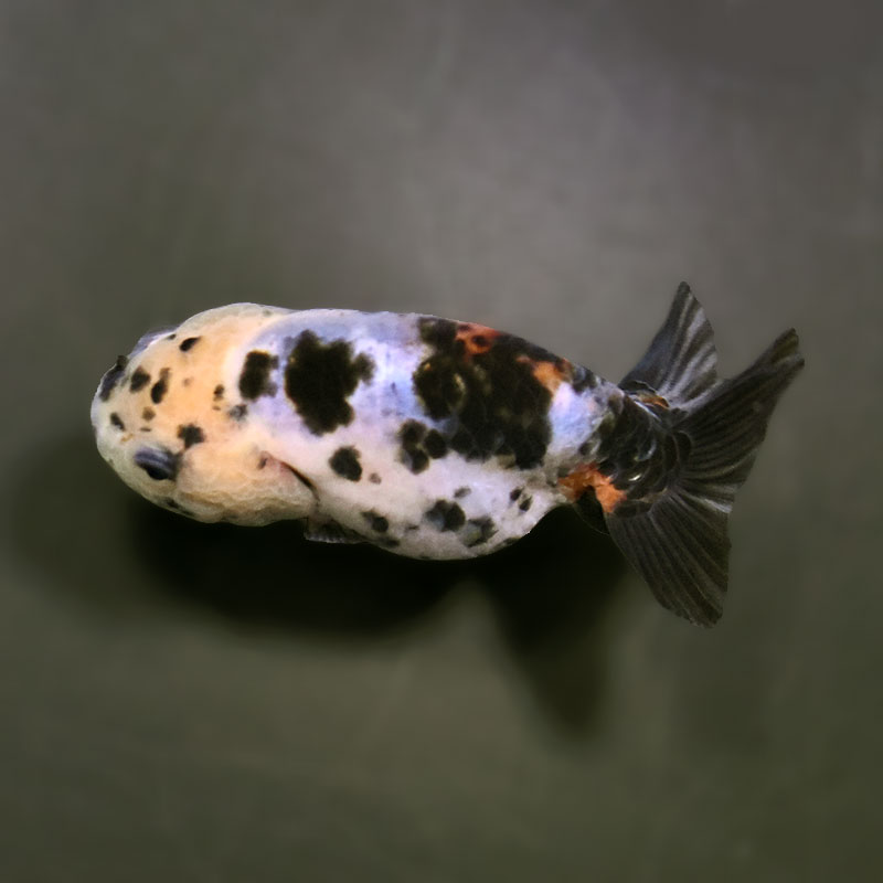 金魚王子】江戸錦 9±1cm前後 (個体番号：zaq272) 金魚 きんぎょ 生体