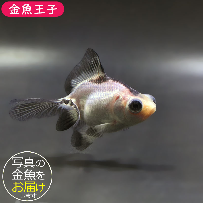 【金魚王子】パンダ蝶尾 7~7.5cm前後 (個体番号:zaq441) 金魚 きんぎょ 生体 蝶尾 厳選個体