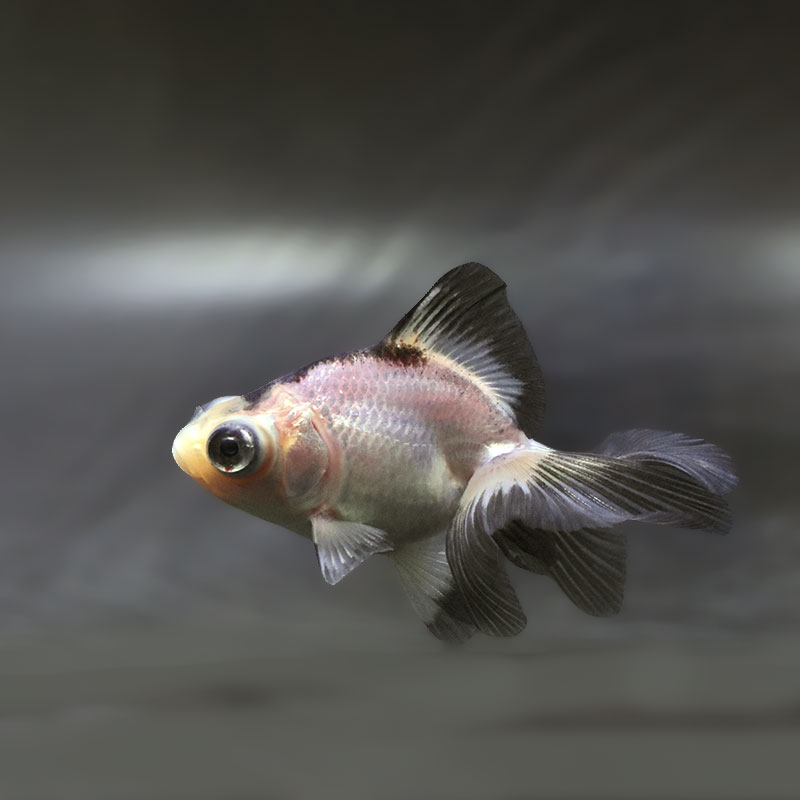【金魚王子】パンダ蝶尾 7~7.5cm前後 (個体番号:zaq441) 金魚 きんぎょ 生体 蝶尾 厳選個体