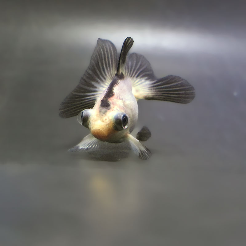 【金魚王子】パンダ蝶尾 7~7.5cm前後 (個体番号:zaq441) 金魚 きんぎょ 生体 蝶尾 厳選個体