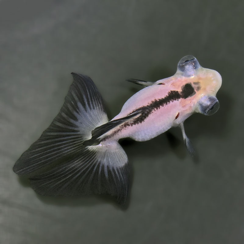 【金魚王子】パンダ蝶尾 7~7.5cm前後 (個体番号:zaq441) 金魚 きんぎょ 生体 蝶尾 厳選個体