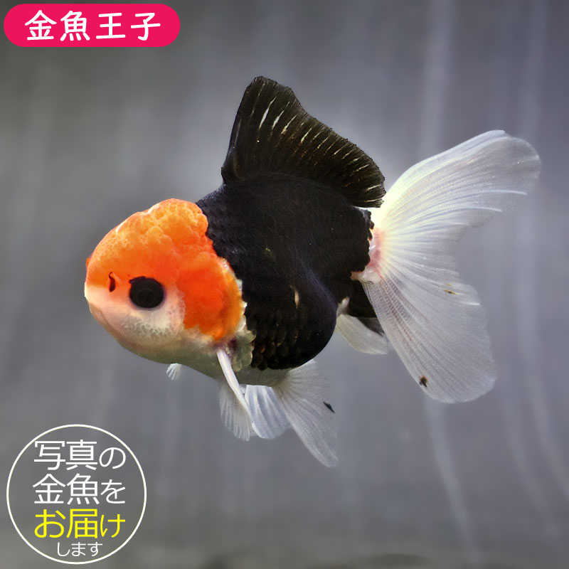 金魚王子】トリカラーオランダ 9±1cm前後 (個体番号：zaq626) 金魚