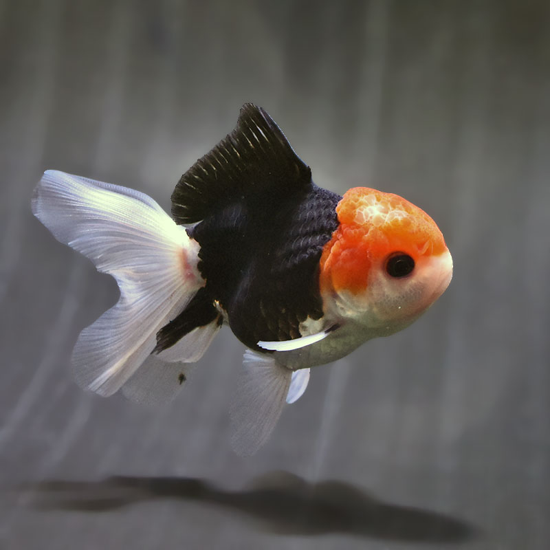 金魚王子】トリカラーオランダ 9±1cm前後 (個体番号：zaq626) 金魚