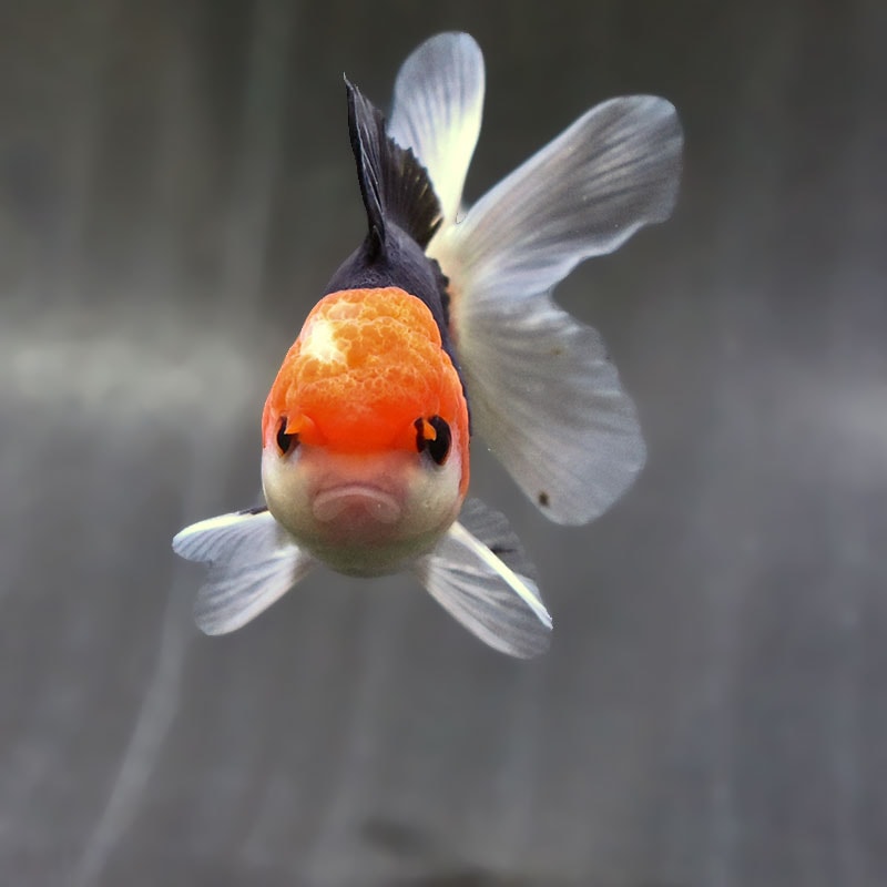 金魚王子】トリカラーオランダ 9±1cm前後 (個体番号：zaq626) 金魚