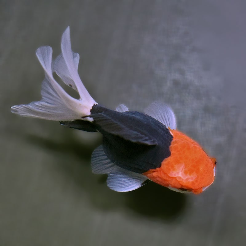 金魚王子】トリカラーオランダ 9±1cm前後 (個体番号：zaq626) 金魚