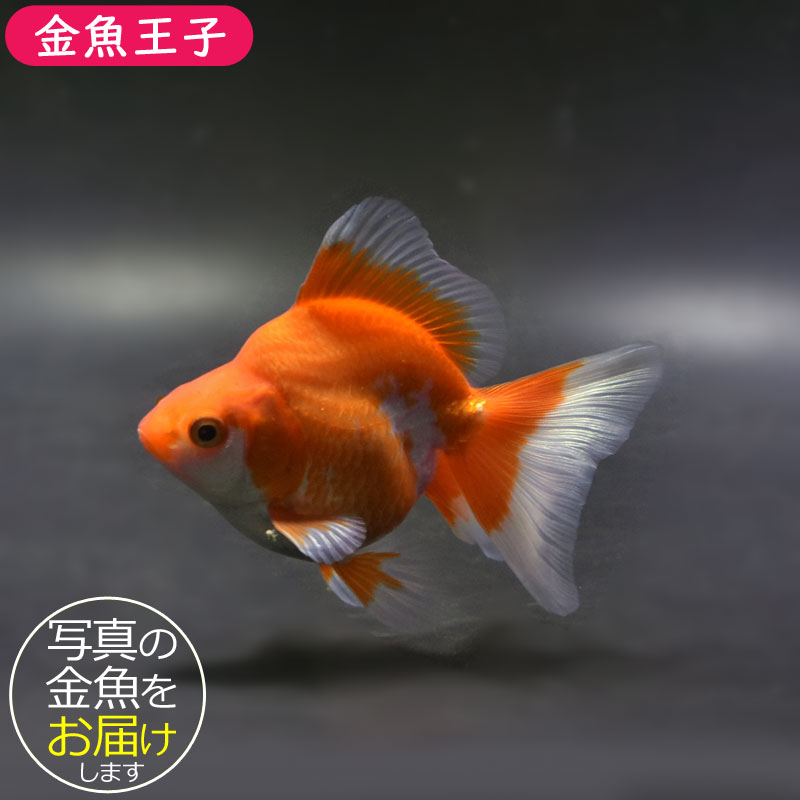 【金魚王子】琉金 (更紗/ショートテールタイプ) 10cm前後 (個体番号:cde192) 金魚 きんぎょ 生体 琉金 厳選個体