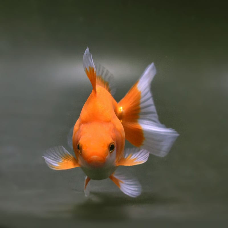 【金魚王子】琉金 (更紗/ショートテールタイプ) 10cm前後 (個体番号:cde192) 金魚 きんぎょ 生体 琉金 厳選個体