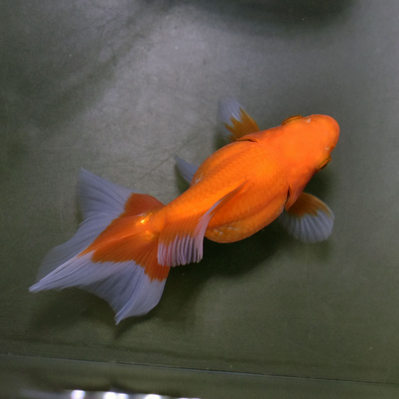 【金魚王子】琉金 (更紗/ショートテールタイプ) 10cm前後 (個体番号:cde192) 金魚 きんぎょ 生体 琉金 厳選個体