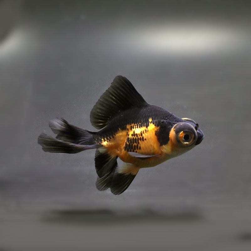 金魚王子】虎蝶尾 7±1cm前後 (個体番号：cde559) 金魚 きんぎょ