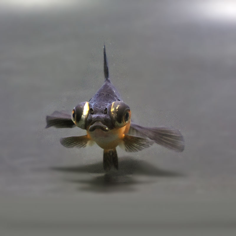 金魚王子】虎蝶尾 7±1cm前後 (個体番号：cde559) 金魚 きんぎょ 生体