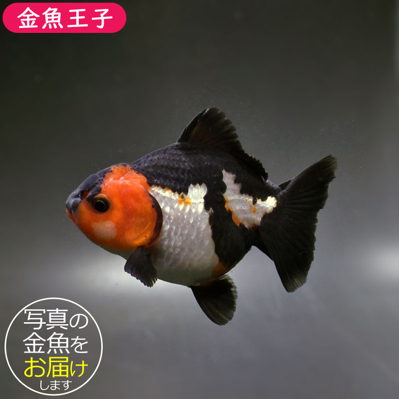 金魚王子】トリカラーオランダ 9cm前後 (個体番号：cde732) 金魚