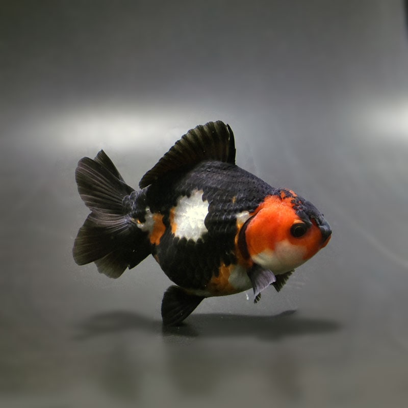 金魚王子】トリカラーオランダ 9cm前後 (個体番号：cde732) 金魚