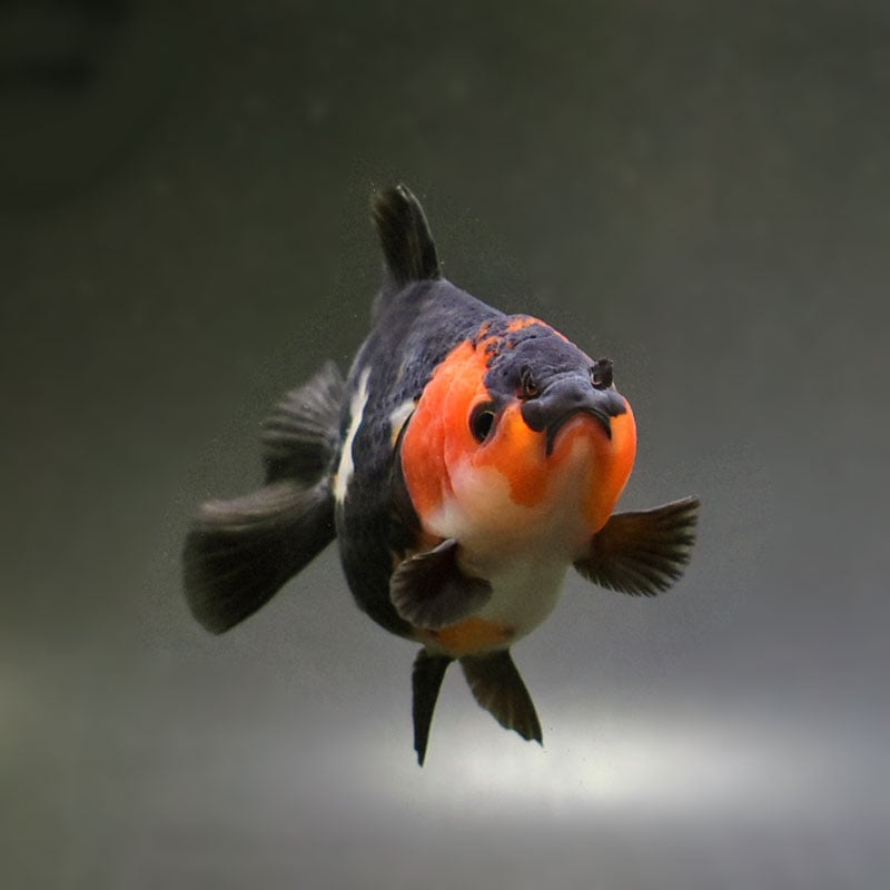 金魚王子】トリカラーオランダ 9cm前後 (個体番号：cde732) 金魚