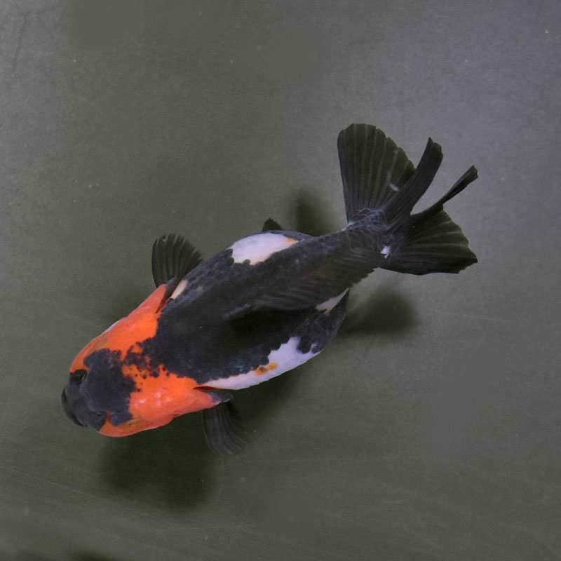 金魚王子】トリカラーオランダ 9cm前後 (個体番号：cde732) 金魚