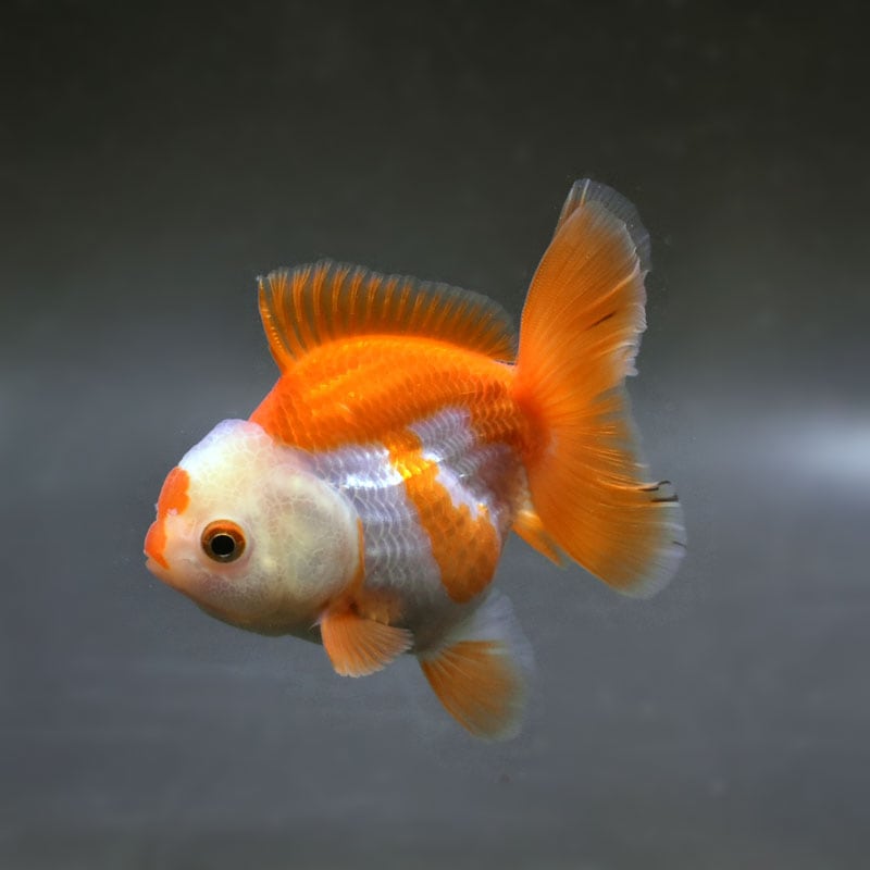 金魚王子】更紗オランダ 10cm前後 (個体番号：cde882) 金魚 きんぎょ