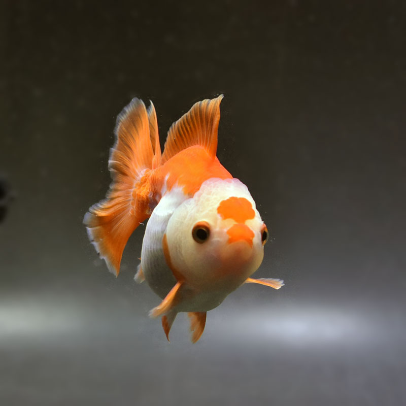 金魚王子】更紗オランダ 10cm前後 (個体番号：cde882) 金魚 きんぎょ