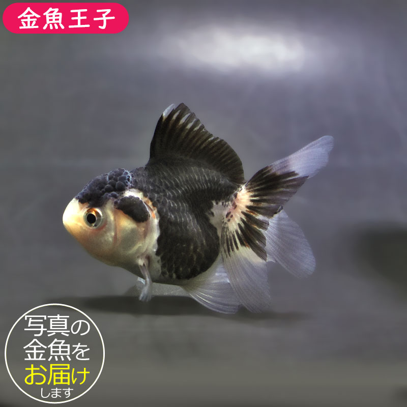 【金魚王子】白黒オランダ  7.5±1cm前後 (個体番号：xsw145) 金魚 きんぎょ 生体 オランダ獅子頭 厳選個体