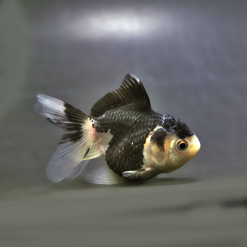 【金魚王子】白黒オランダ  7.5±1cm前後 (個体番号：xsw145) 金魚 きんぎょ 生体 オランダ獅子頭 厳選個体