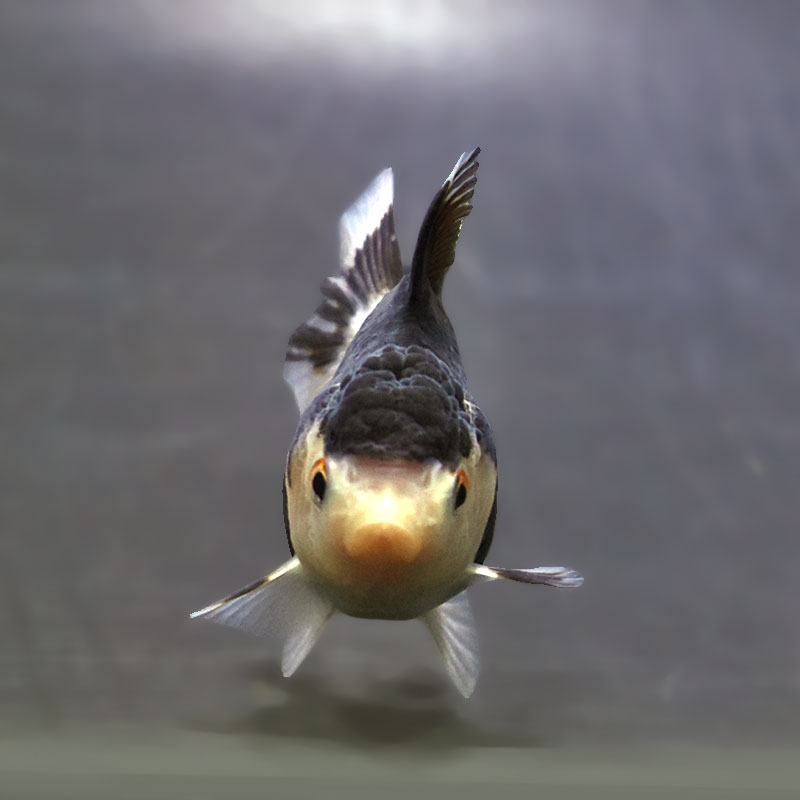 【金魚王子】白黒オランダ  7.5±1cm前後 (個体番号：xsw145) 金魚 きんぎょ 生体 オランダ獅子頭 厳選個体