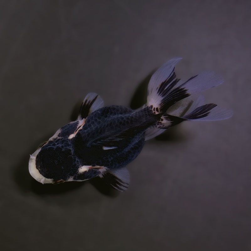 【金魚王子】白黒オランダ  7.5±1cm前後 (個体番号：xsw145) 金魚 きんぎょ 生体 オランダ獅子頭 厳選個体