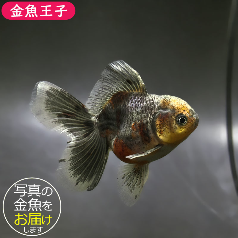 金魚王子】キリンハーフムーンオランダ 10cm前後 (個体番号：xsw311 