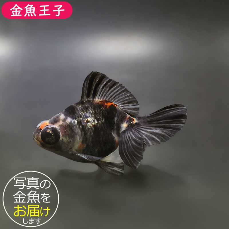 【金魚王子】キャリコ蝶尾 9.5±1cm前後 (個体番号：xsw674) 金魚 きんぎょ 生体 蝶尾 厳選個体