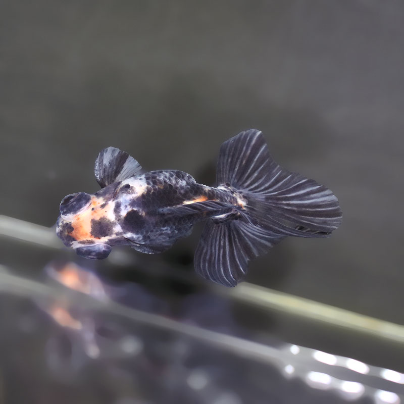 【金魚王子】キャリコ蝶尾 9.5±1cm前後 (個体番号：xsw674) 金魚 きんぎょ 生体 蝶尾 厳選個体