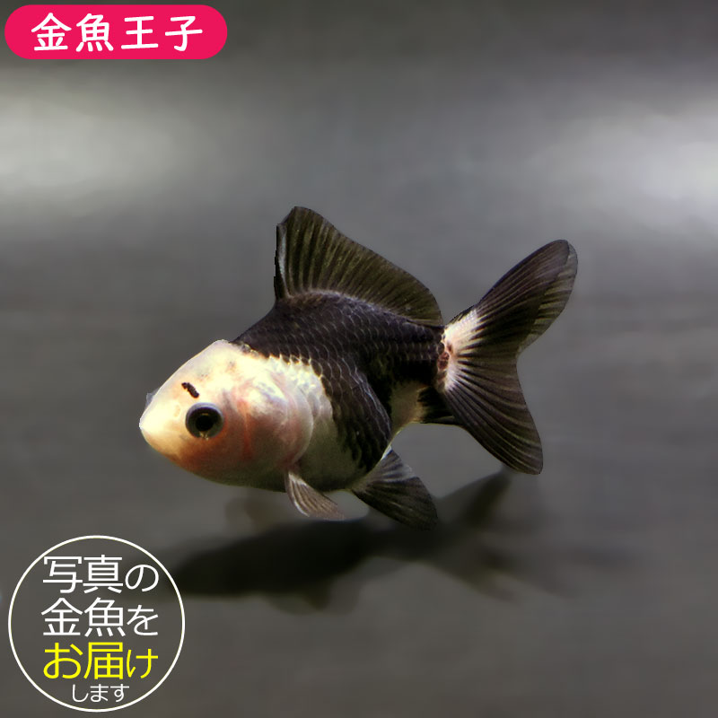 金魚王子】白黒オランダ 5.5～6cm前後 (個体番号：xsw825) 金魚