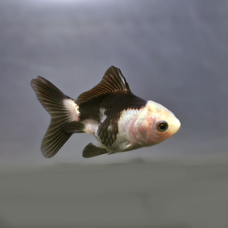 金魚王子】白黒オランダ 5.5～6cm前後 (個体番号：xsw825) 金魚