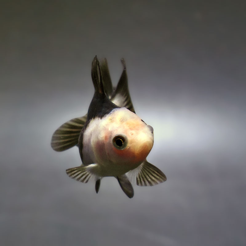 金魚王子】白黒オランダ 5.5～6cm前後 (個体番号：xsw825) 金魚