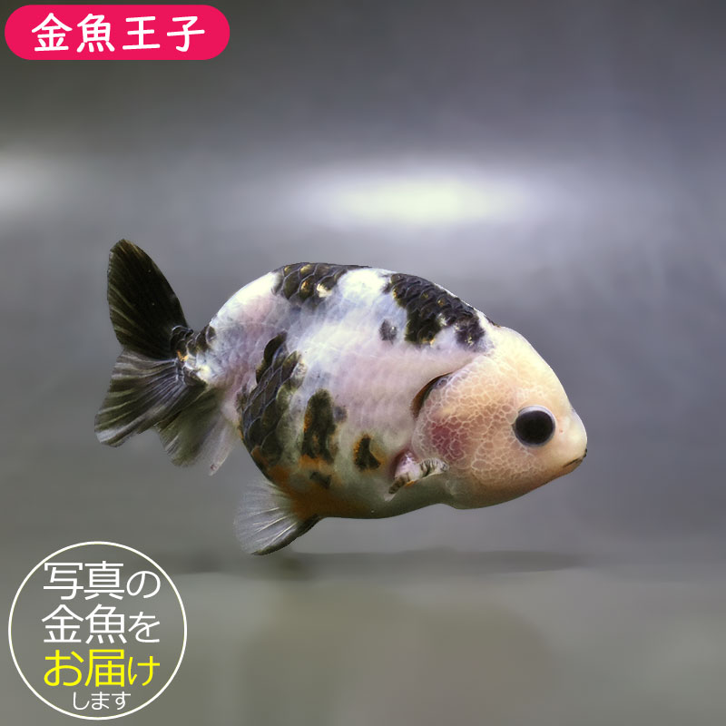 金魚王子】江戸錦 9±1cm前後 (個体番号：zaq273) 金魚 きんぎょ 生体