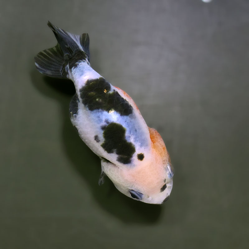 金魚王子】江戸錦 9±1cm前後 (個体番号：zaq273) 金魚 きんぎょ 生体