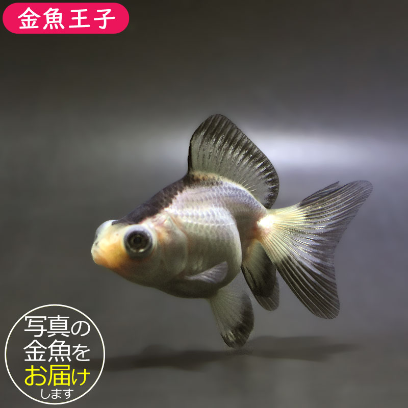 【金魚王子】パンダ蝶尾 7～7.5cm前後 (個体番号：zaq442) 金魚 きんぎょ 生体 蝶尾 厳選個体