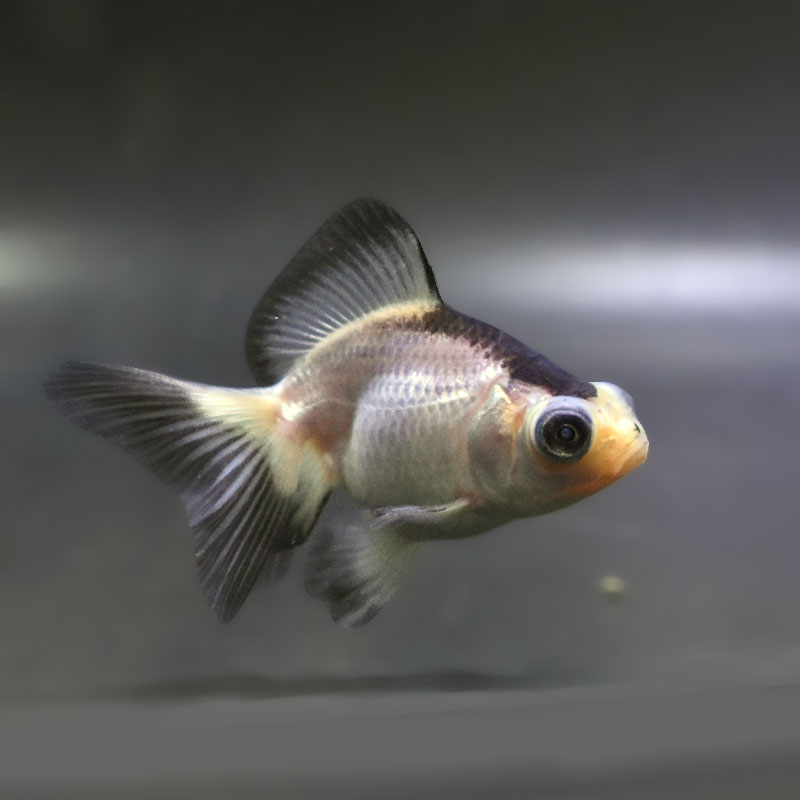 【金魚王子】パンダ蝶尾 7～7.5cm前後 (個体番号：zaq442) 金魚 きんぎょ 生体 蝶尾 厳選個体