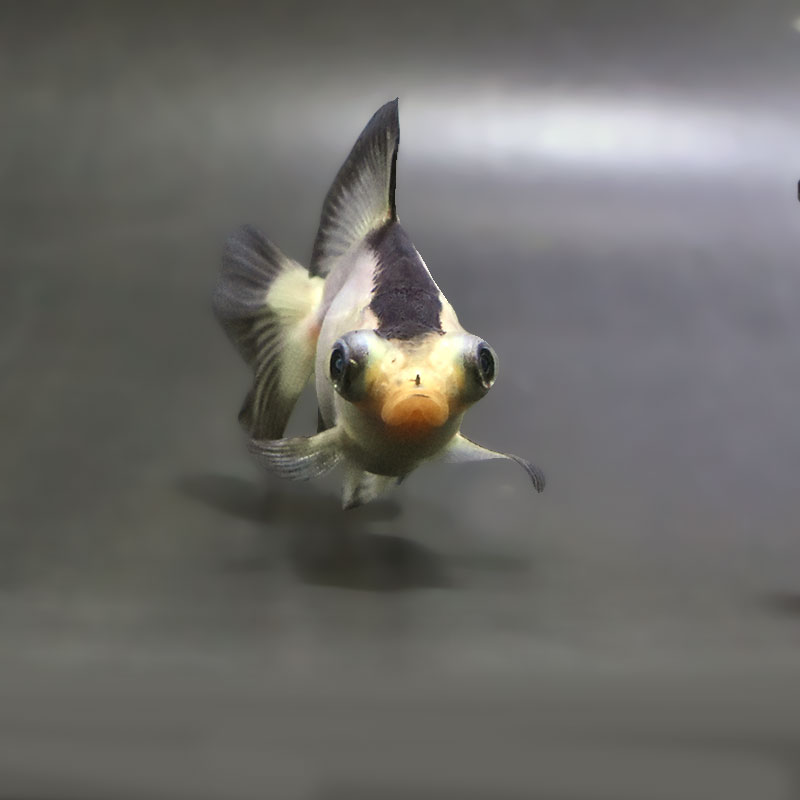 【金魚王子】パンダ蝶尾 7～7.5cm前後 (個体番号：zaq442) 金魚 きんぎょ 生体 蝶尾 厳選個体