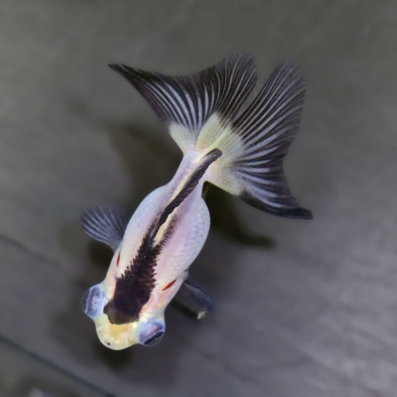 【金魚王子】パンダ蝶尾 7～7.5cm前後 (個体番号：zaq442) 金魚 きんぎょ 生体 蝶尾 厳選個体
