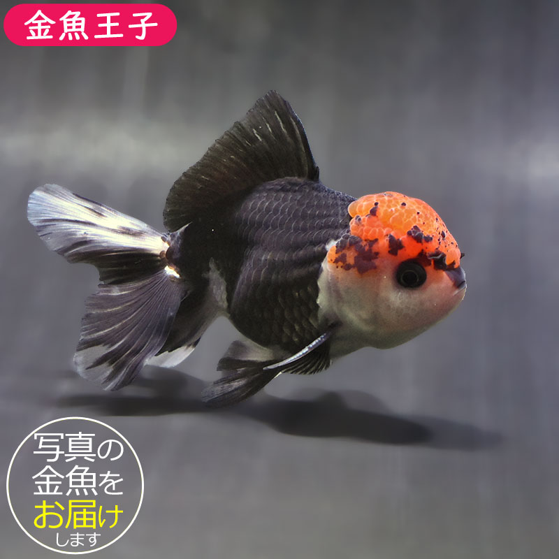 金魚 金魚王子】トリカラーオランダ 9±1cm前後 (個体番号：zaq627) 金魚