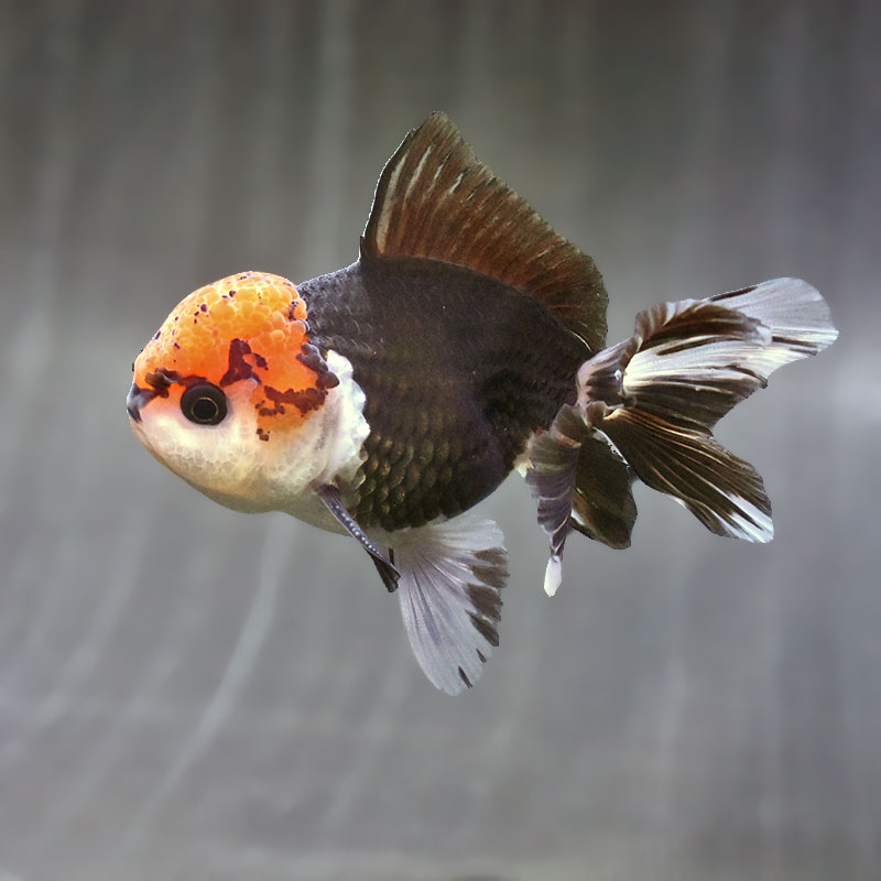 金魚王子】トリカラーオランダ 9±1cm前後 (個体番号：zaq627) 金魚