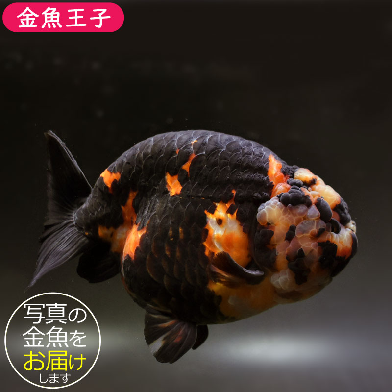 希少【金魚伝承】 金魚伝来500年記念フィギュア ノーマルコンプ１０種 希少【金魚伝承】 金魚伝来500年記念フィギュア ノーマルコンプ