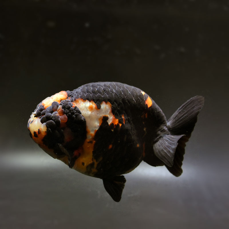 金魚王子】変わり柄らんちゅう 15cm前後 (個体番号：cde381