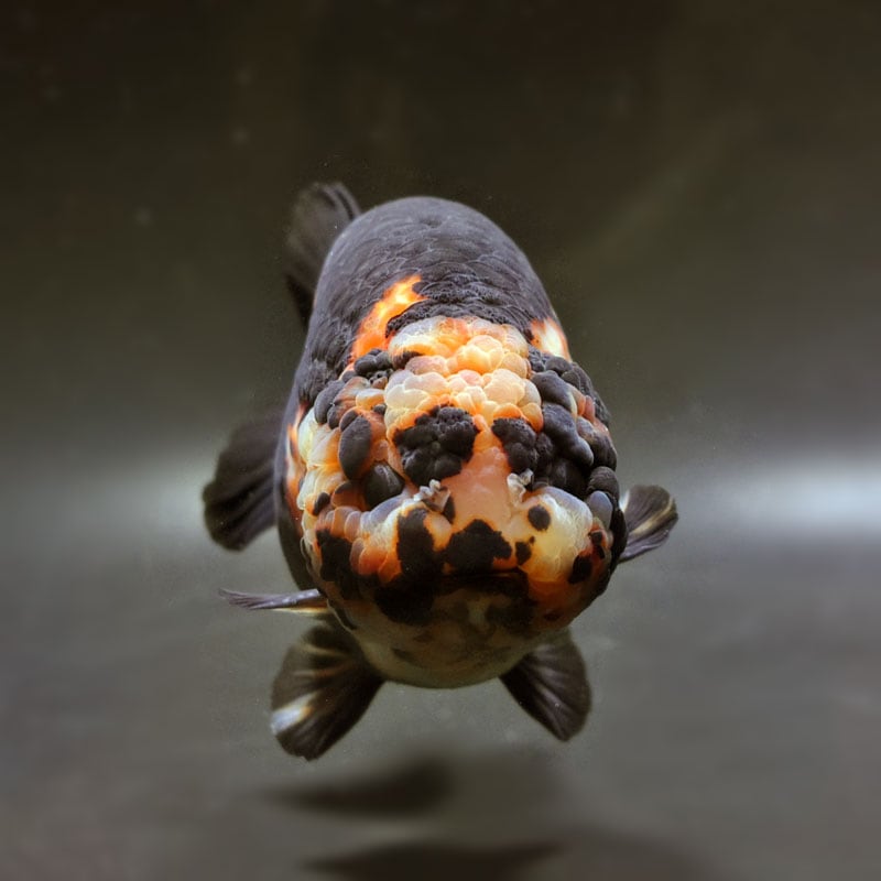 62肴豆　ルネ様　ギフト用5.4キロ　3箇所 ギフトセット MG-F – 霧笛楼オンラインショップ