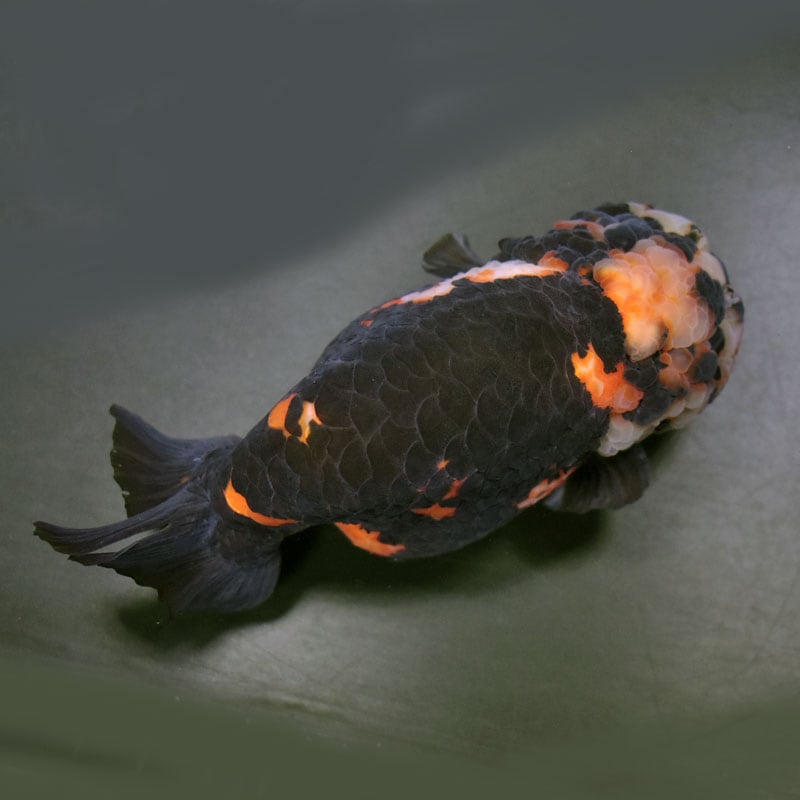 金魚王子】変わり柄らんちゅう 15cm前後 (個体番号：cde381
