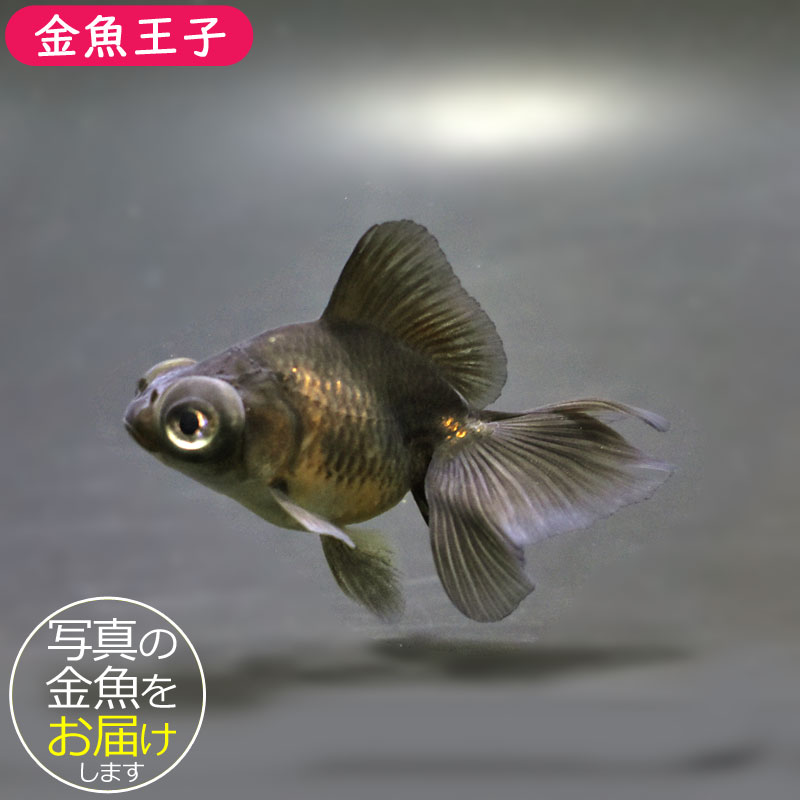 KEI.com 様　　  PLATINUM K18YG ペンダントトップ ＜petit usagi SHINSUKE KAWAHARA for