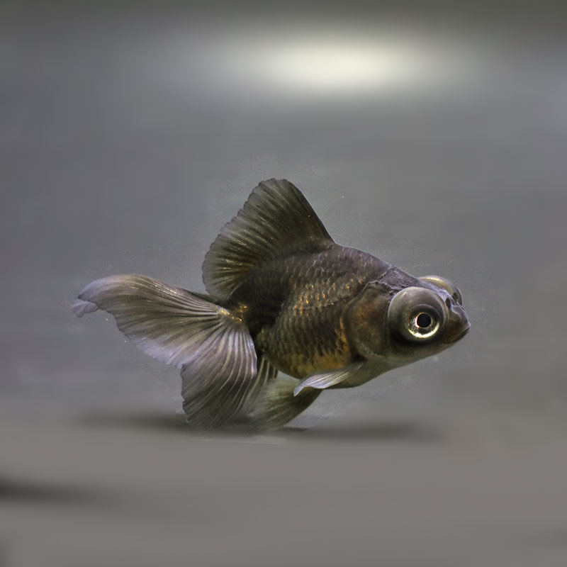 金魚王子】虎蝶尾 7±1cm前後 (個体番号：cde560) 金魚 きんぎょ