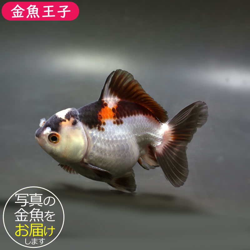 金魚王子】三色オランダ 10cm前後 (個体番号：cde883) 金魚 きんぎょ