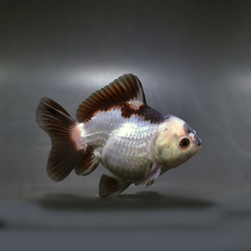 金魚【オランダ】 2026.4.10 桜オランダショートテール v-4 11cm オス 薩摩産