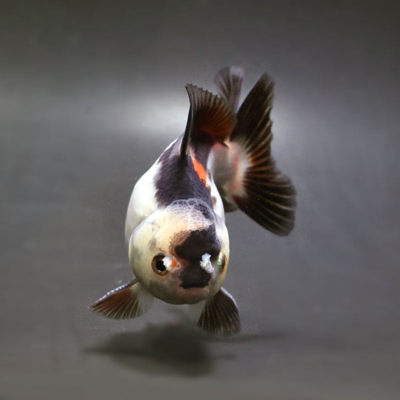 金魚王子】三色オランダ 10cm前後 (個体番号：cde883) 金魚 きんぎょ