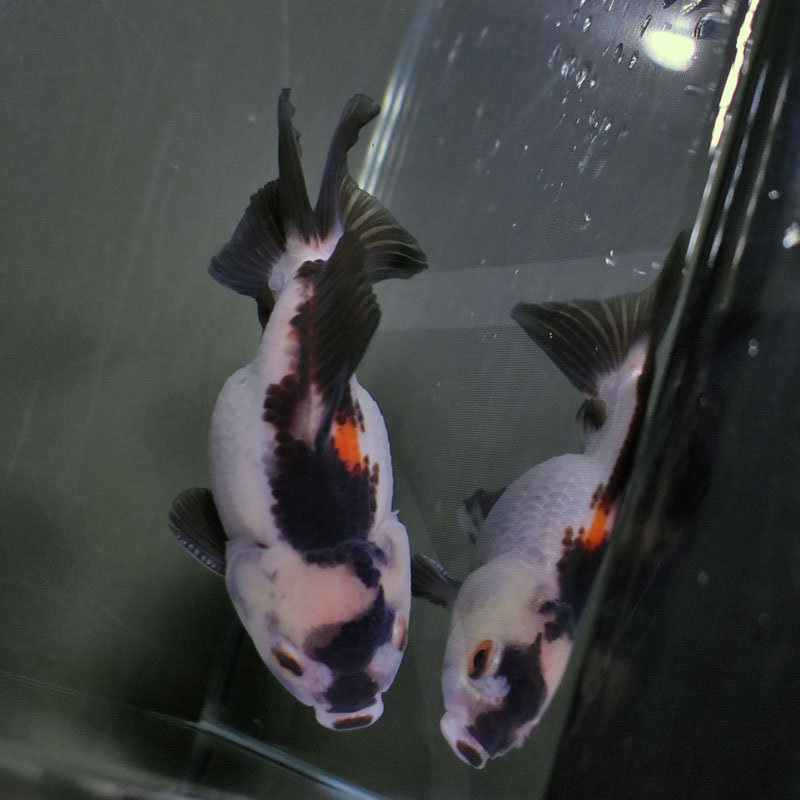 金魚王子】三色オランダ 10cm前後 (個体番号：cde883) 金魚 きんぎょ